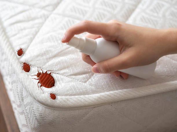 Best Wasp Removal Services  in Lithia Springs, GA