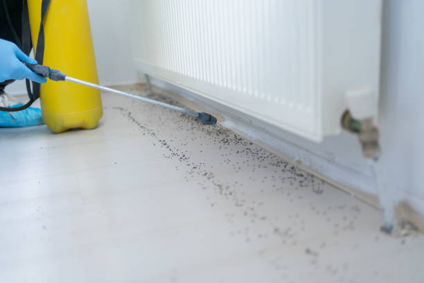 Best Local Pest Control Services  in Lithia Springs, GA