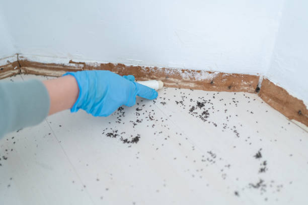 Best Affordable Pest Control Services  in Lithia Springs, GA